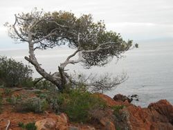 Anth&eacute;or,&icirc;le des vieilles,Chr&eacute;tienne,dramont,Cap Roux