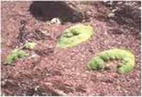 Agay,le massif de l'esterel,roches volcaniques,roches noires,esterellite,location Agay