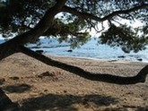 Plages de arène grosse,tortue,pescade,val-fleuri,location saint raphael