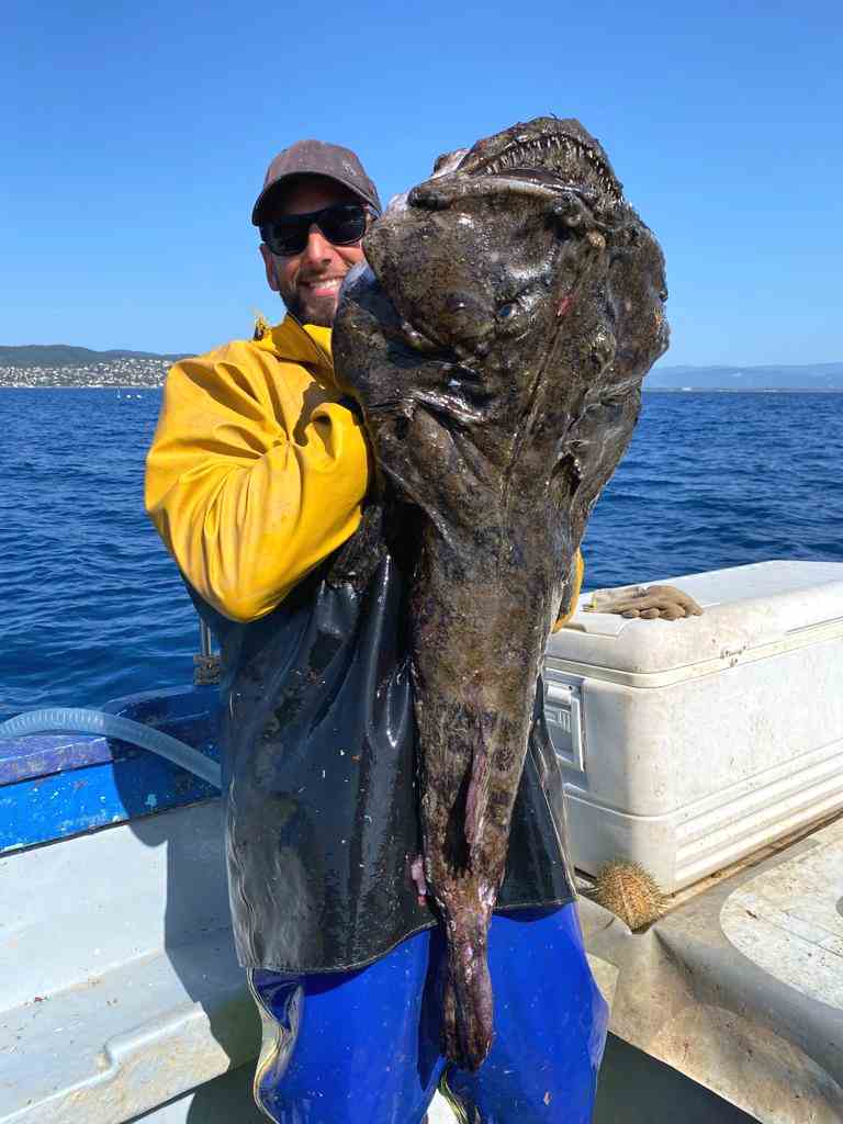 Vente directe de poisons sauvages Agay Saint Raphael.Vente de poissons sauvages frais directement aux particuliers.Pêche artisanale et vente de poisson frais à Agay Saint Raphael Var.Poissonnerie d'Agay Saint Raphael. 