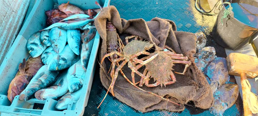 Vente directe de poisons sauvages Agay Saint Raphael.Vente de poissons sauvages frais directement aux particuliers.Pêche artisanale et vente de poisson frais à Agay Saint Raphael Var.Poissonnerie d'Agay Saint Raphael. 